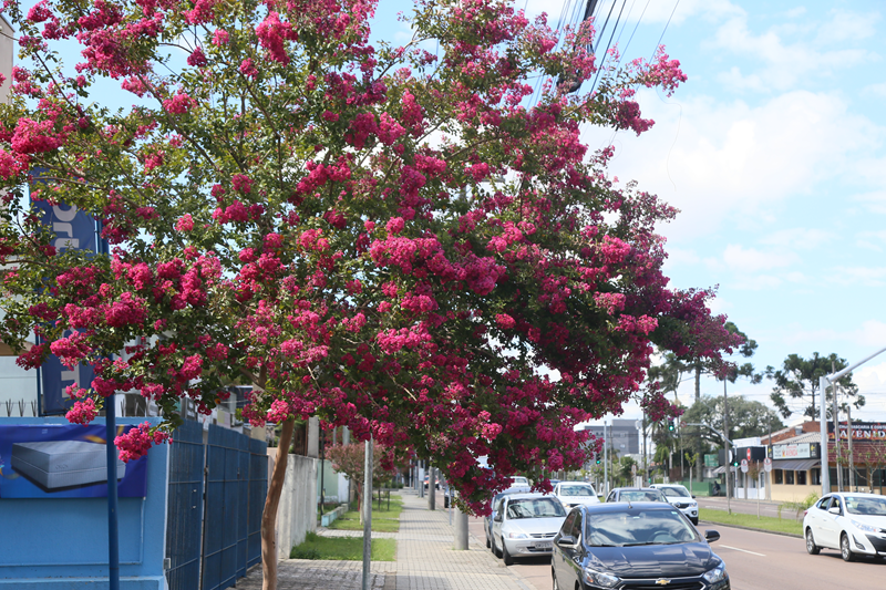 Conheça as espécies mais comuns e o perfil da árvore viária curitibana